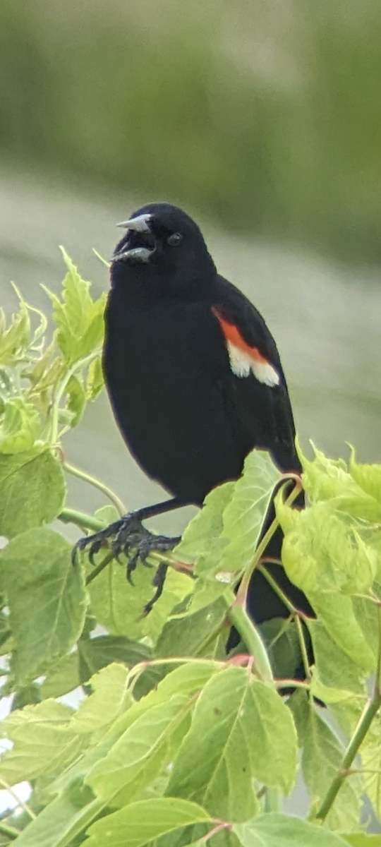 Red-winged Blackbird - ML620186867