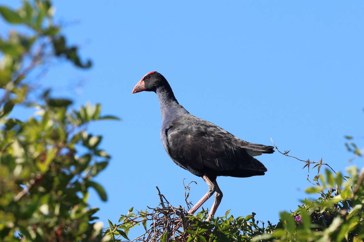 Australasian Swamphen - ML620186874