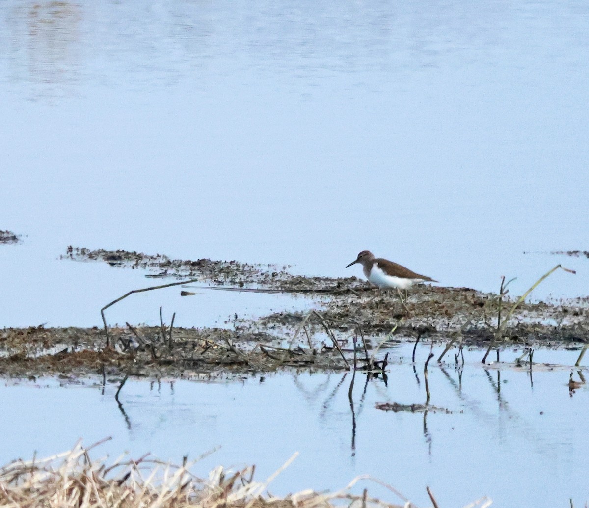 Common Sandpiper - ML620186876