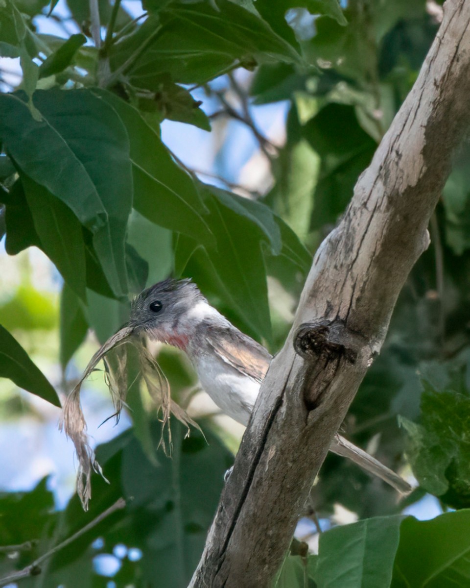 Rose-throated Becard - ML620186879