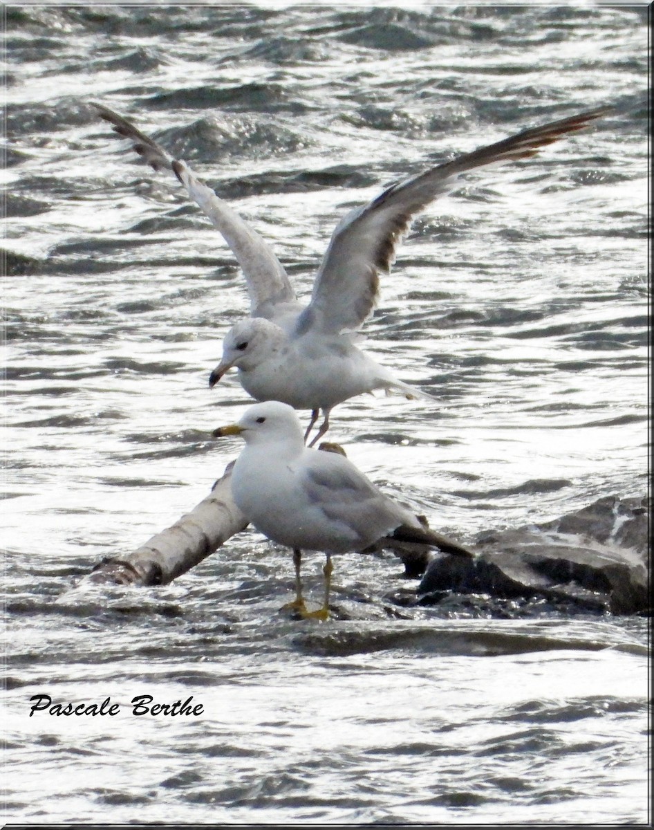 Ring-billed Gull - ML620186886