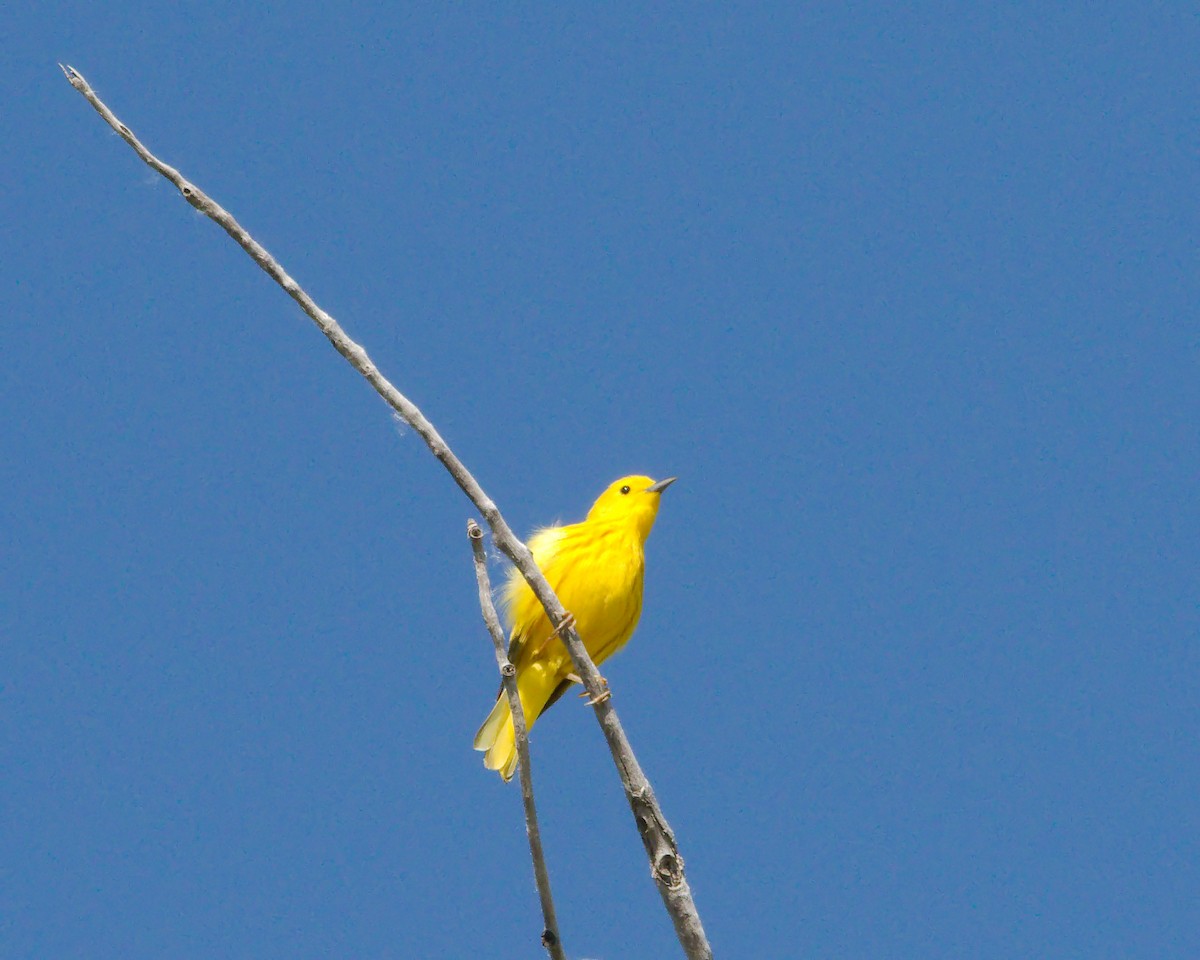 Yellow Warbler - ML620186890