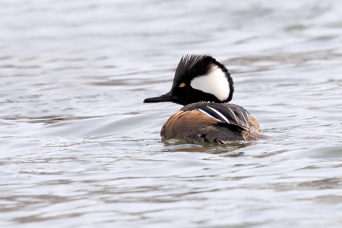 Hooded Merganser - ML620186891