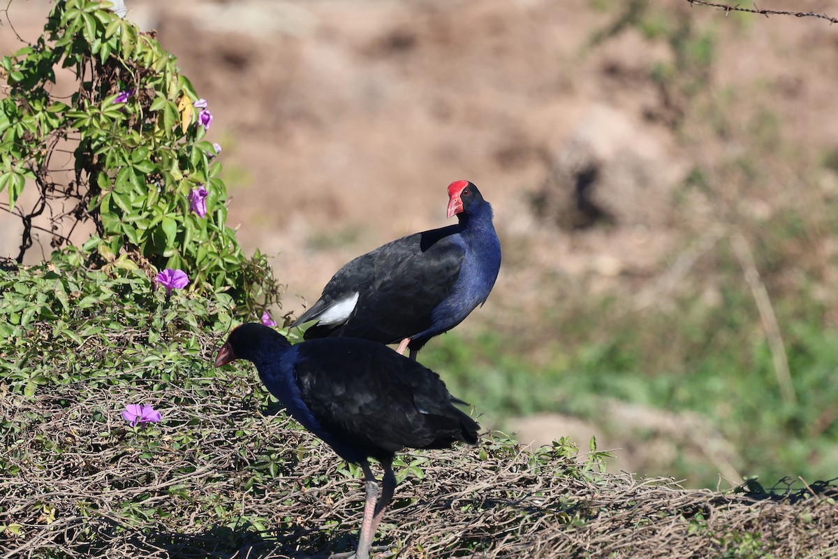 Australasian Swamphen - ML620186897