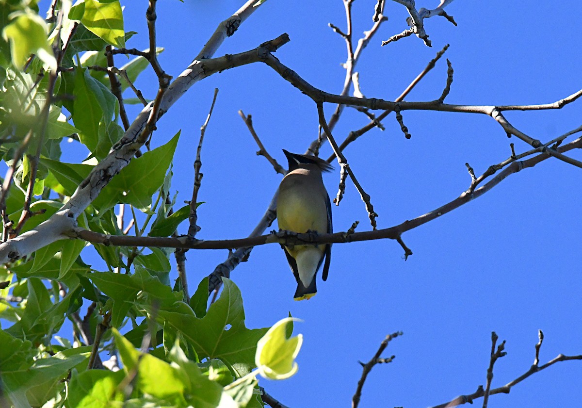 Cedar Waxwing - ML620186898