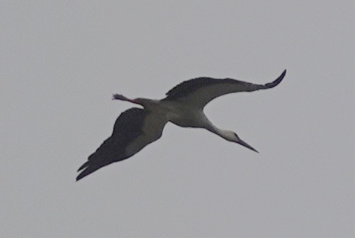 White Stork - ML620186902