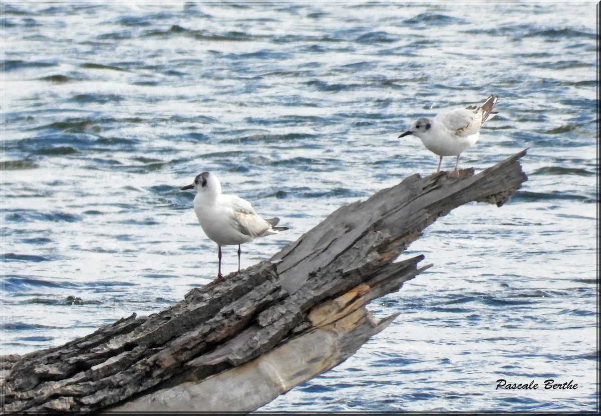 Mouette rieuse - ML620186905