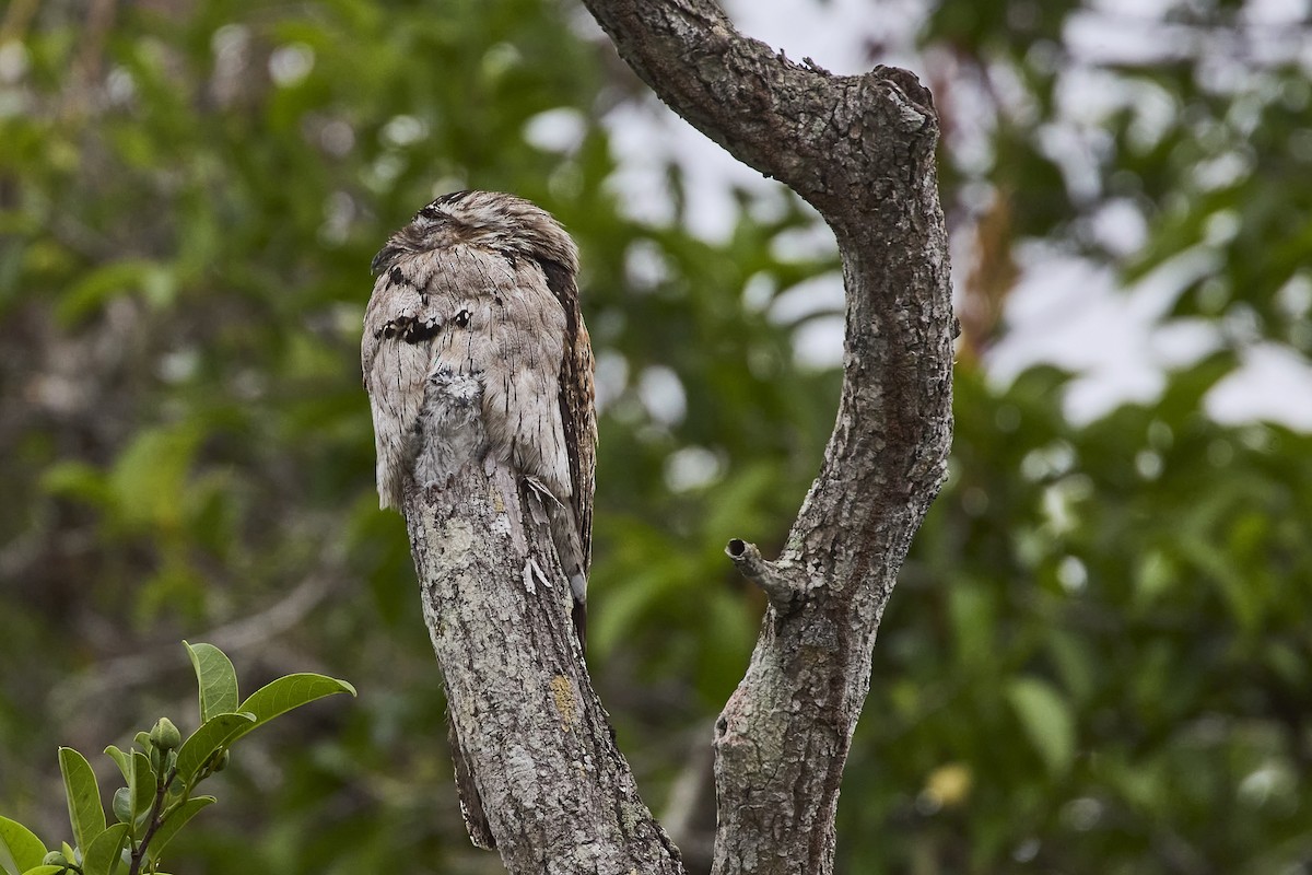 Northern Potoo - ML620186915