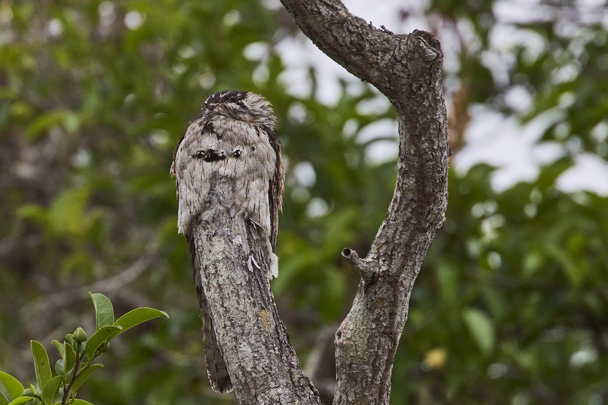 Northern Potoo - ML620186916