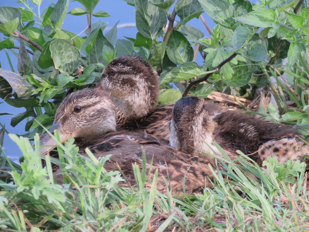 Mallard - ML620186924