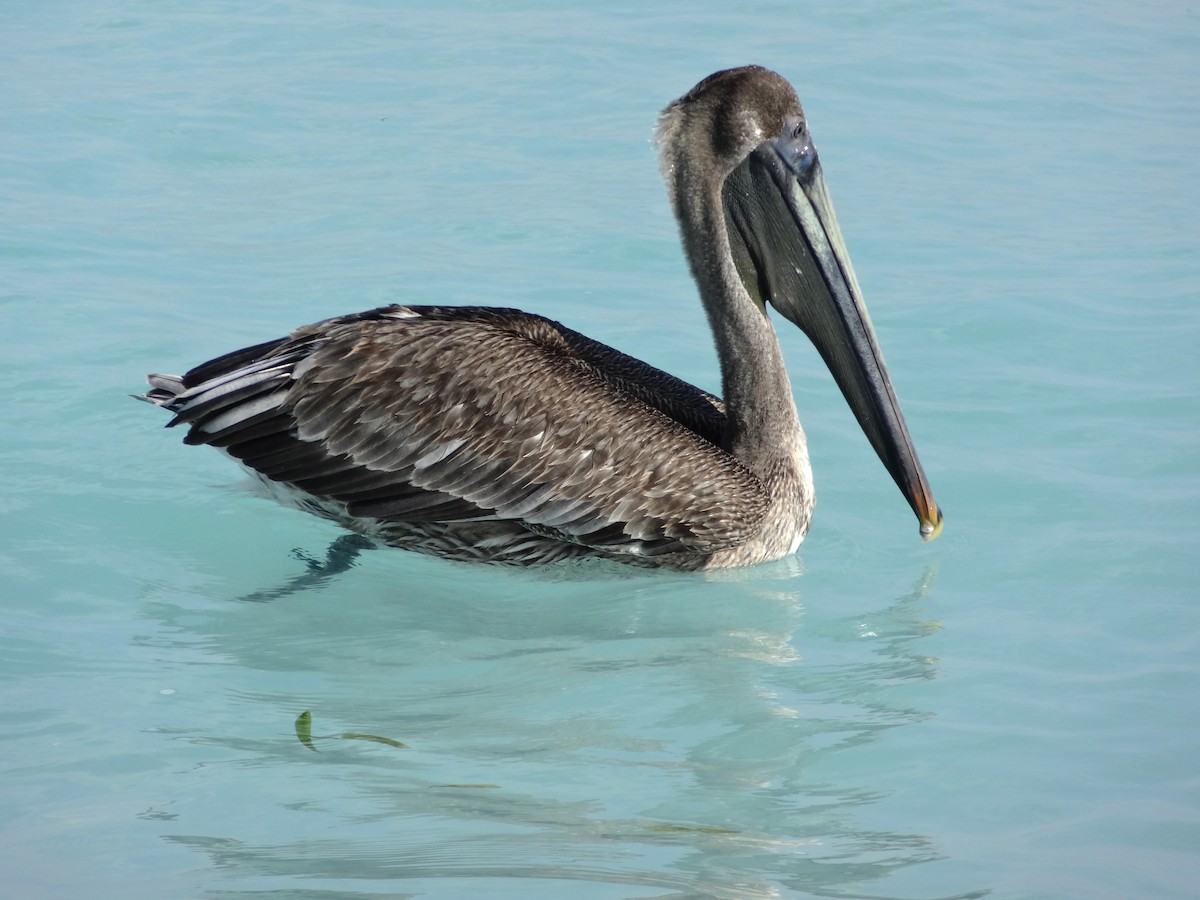 pelikán hnědý - ML620186926