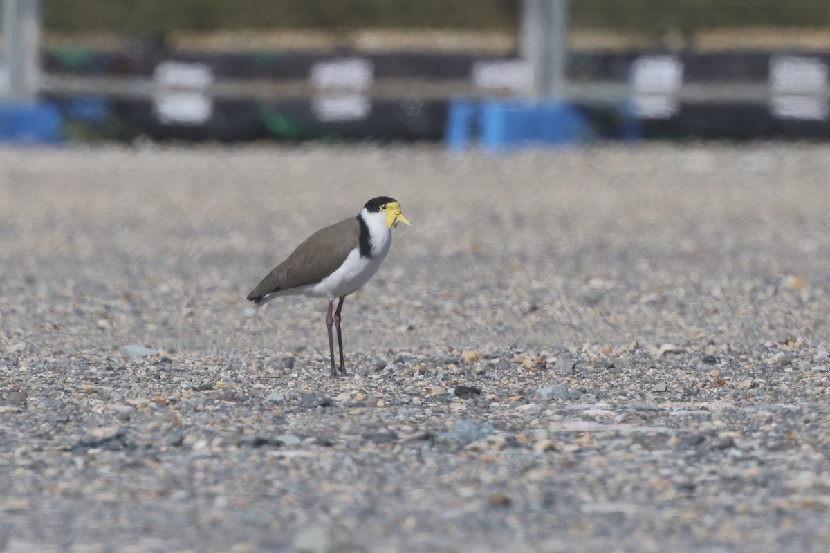 Masked Lapwing - ML620186928