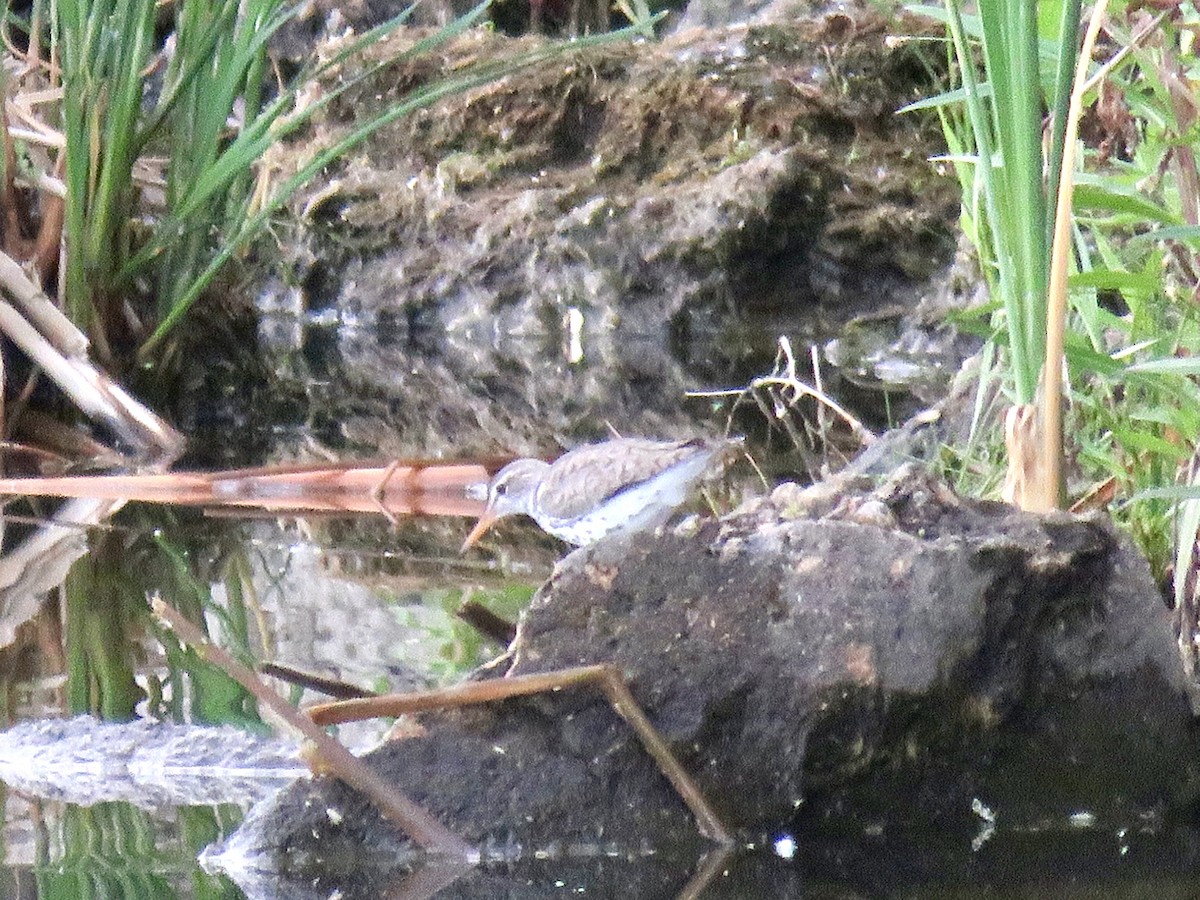 Spotted Sandpiper - ML620186937