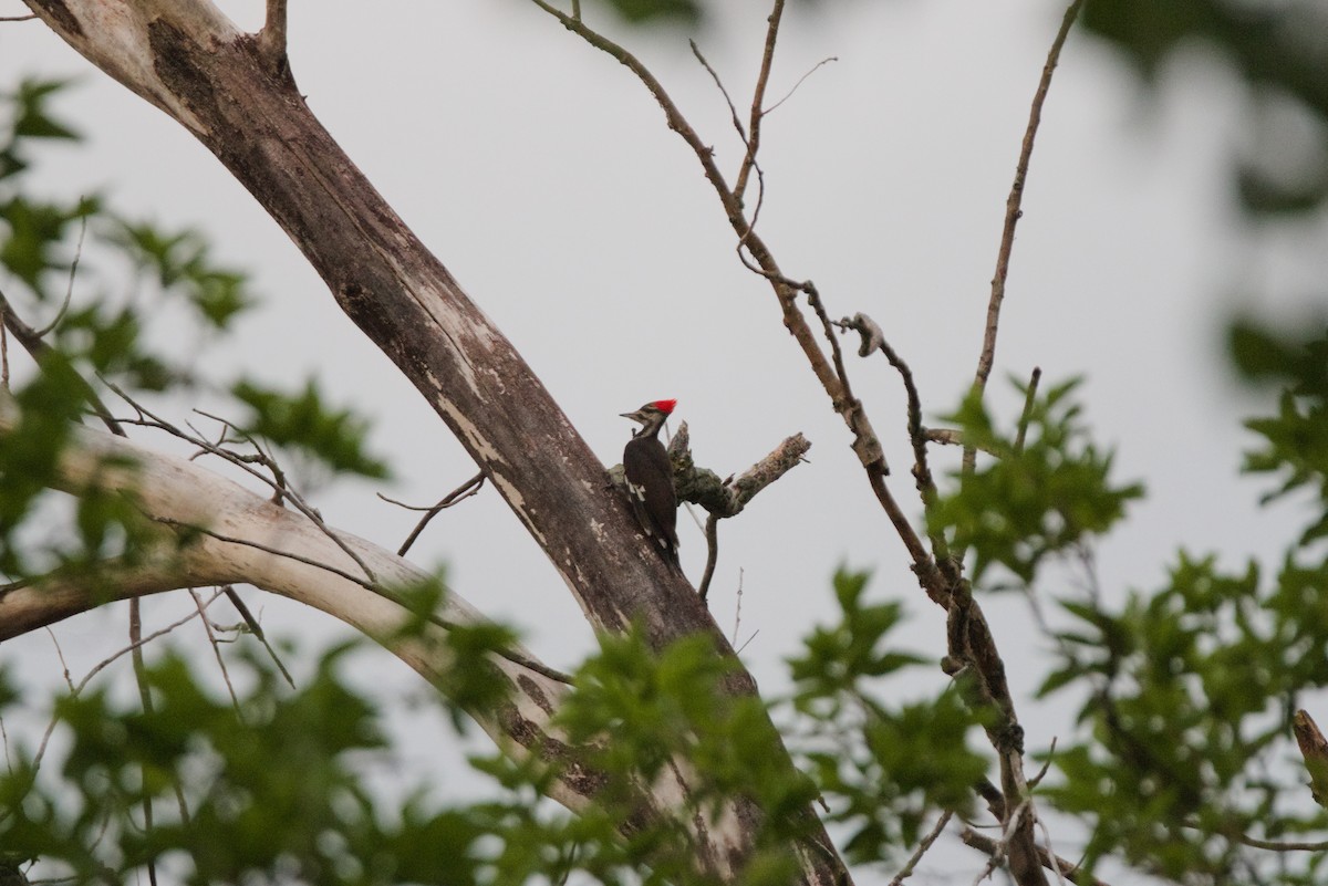 Pileated Woodpecker - ML620186941