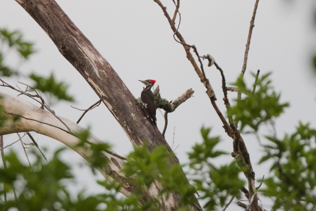 Pileated Woodpecker - ML620186945