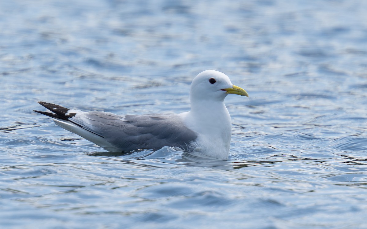 Black-legged Kittiwake - ML620186948