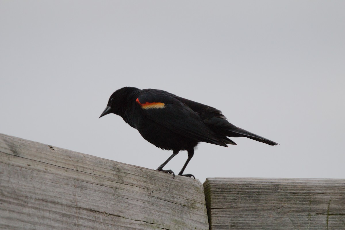 Red-winged Blackbird - ML620186954