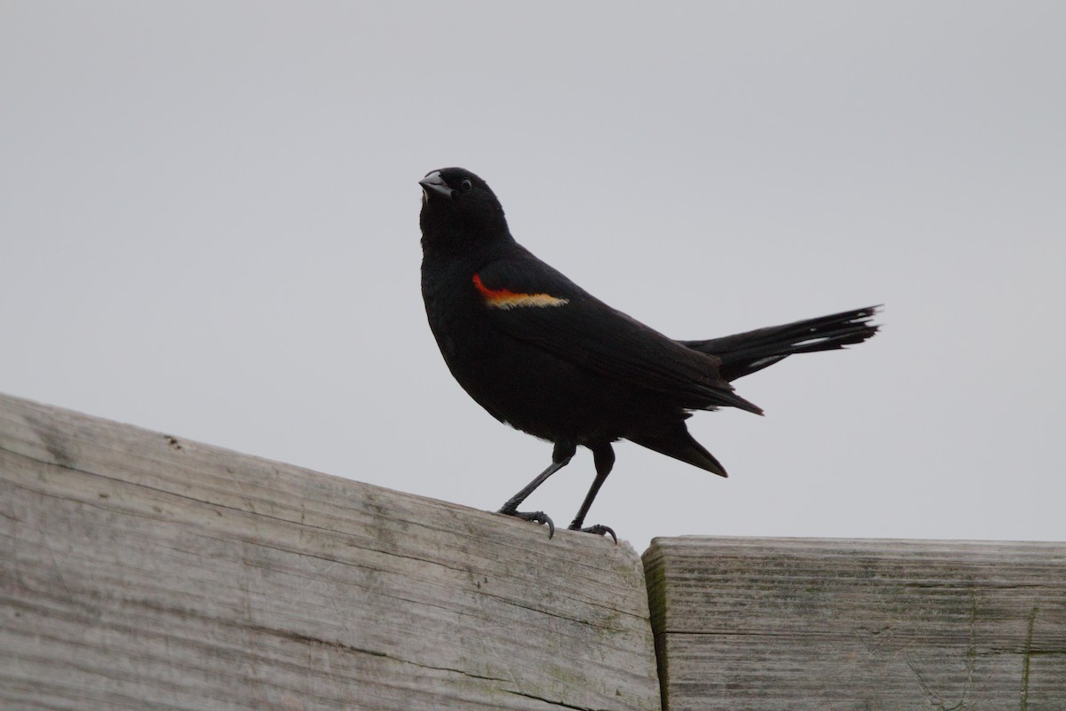 Red-winged Blackbird - ML620186955