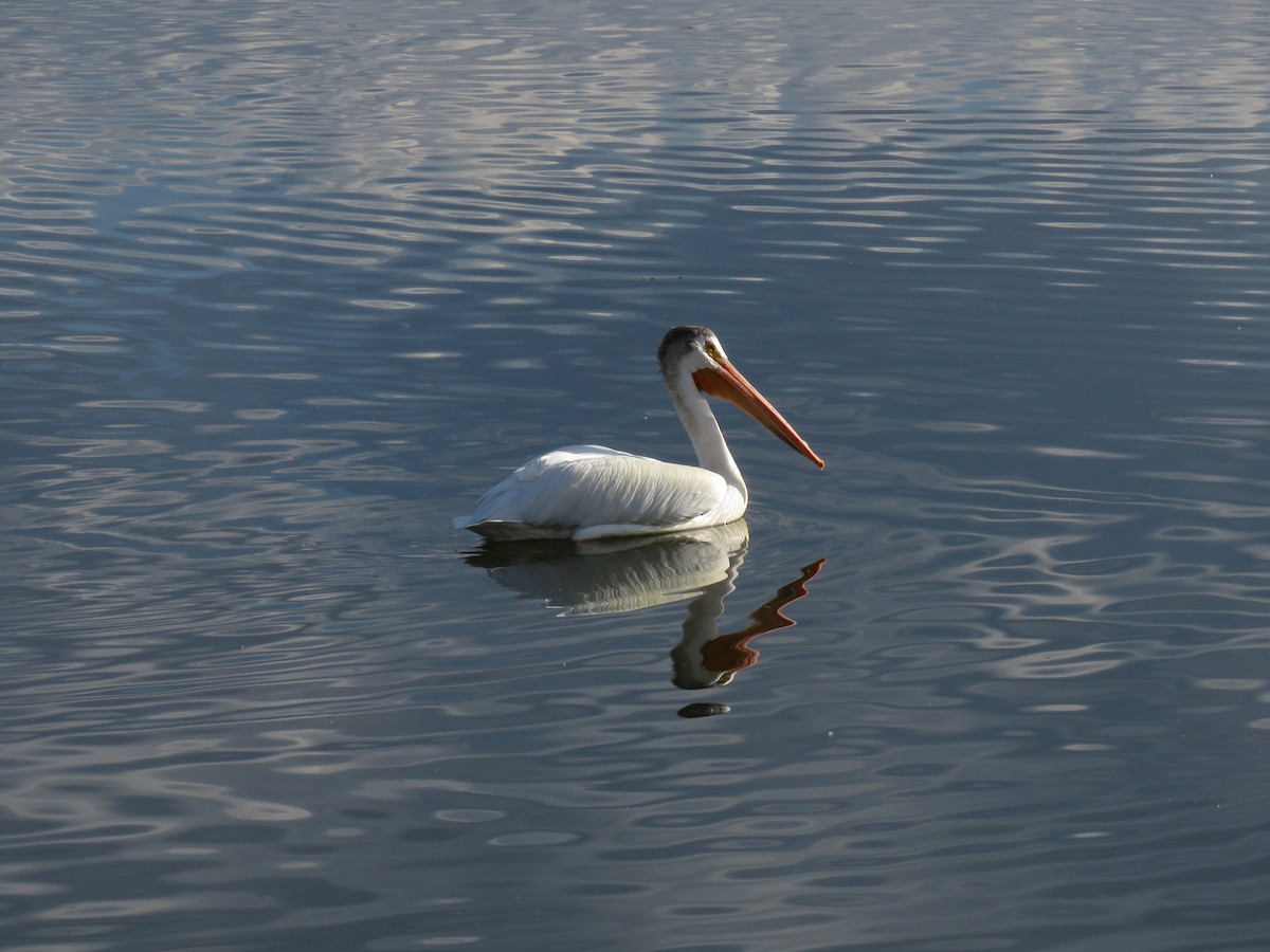 American White Pelican - Valerie Crecco