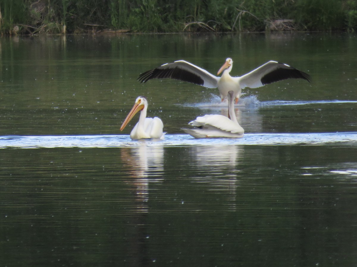 American White Pelican - ML620186957