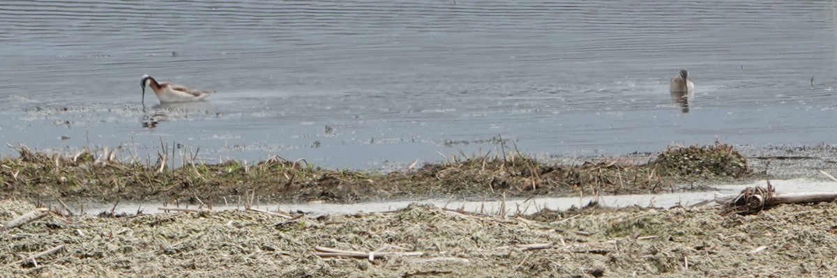 Wilson's Phalarope - ML620186962