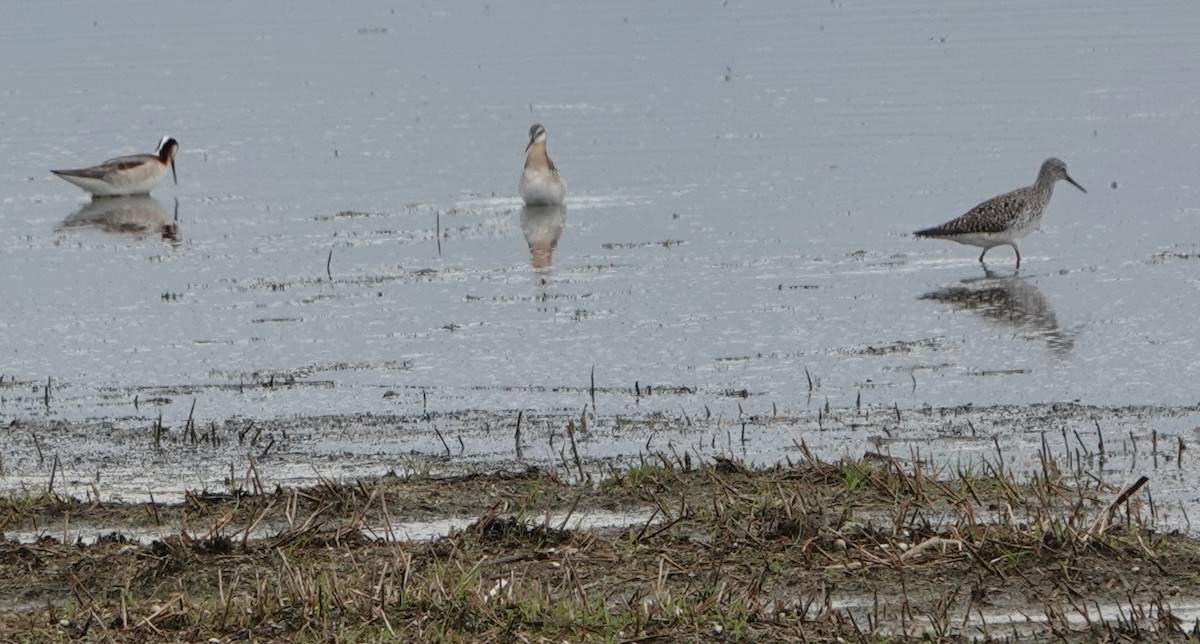 Wilson's Phalarope - ML620186963