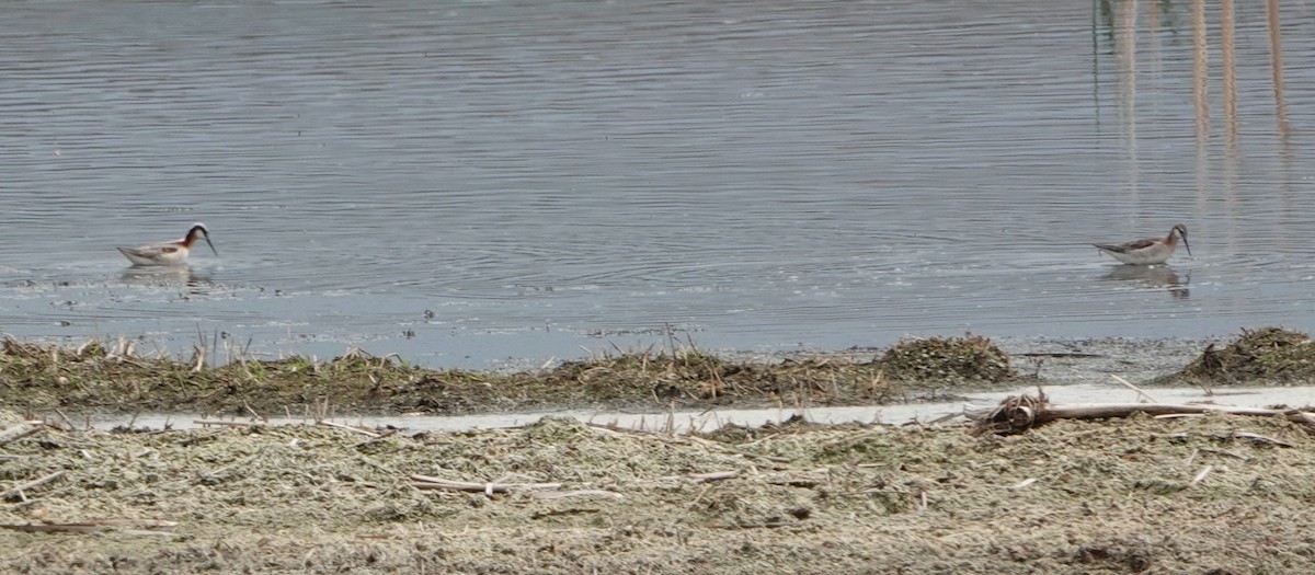 Wilson's Phalarope - ML620186966