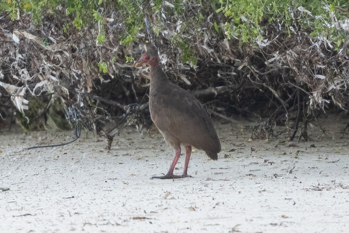 Tanimbar-Großfußhuhn - ML620186970