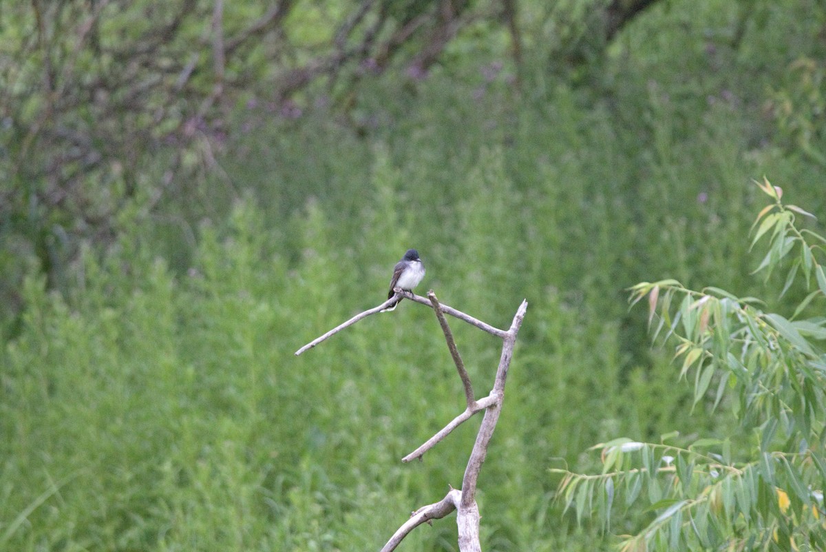 Eastern Kingbird - ML620186975