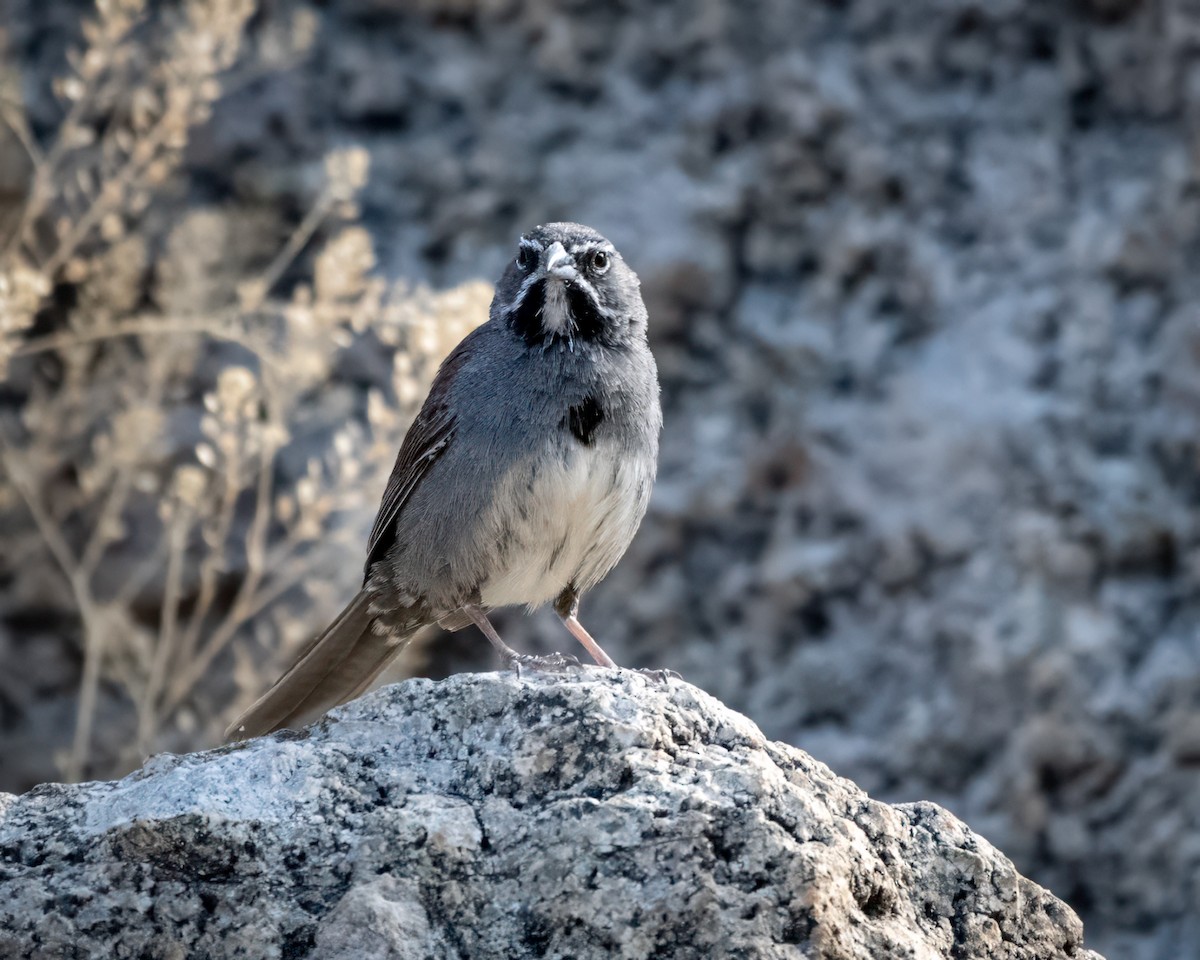 Five-striped Sparrow - ML620186977