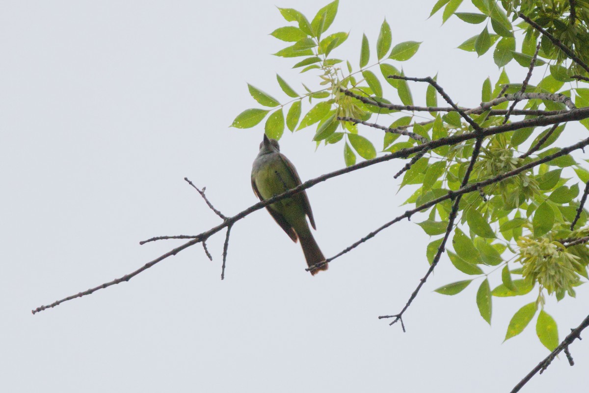 Great Crested Flycatcher - ML620186979