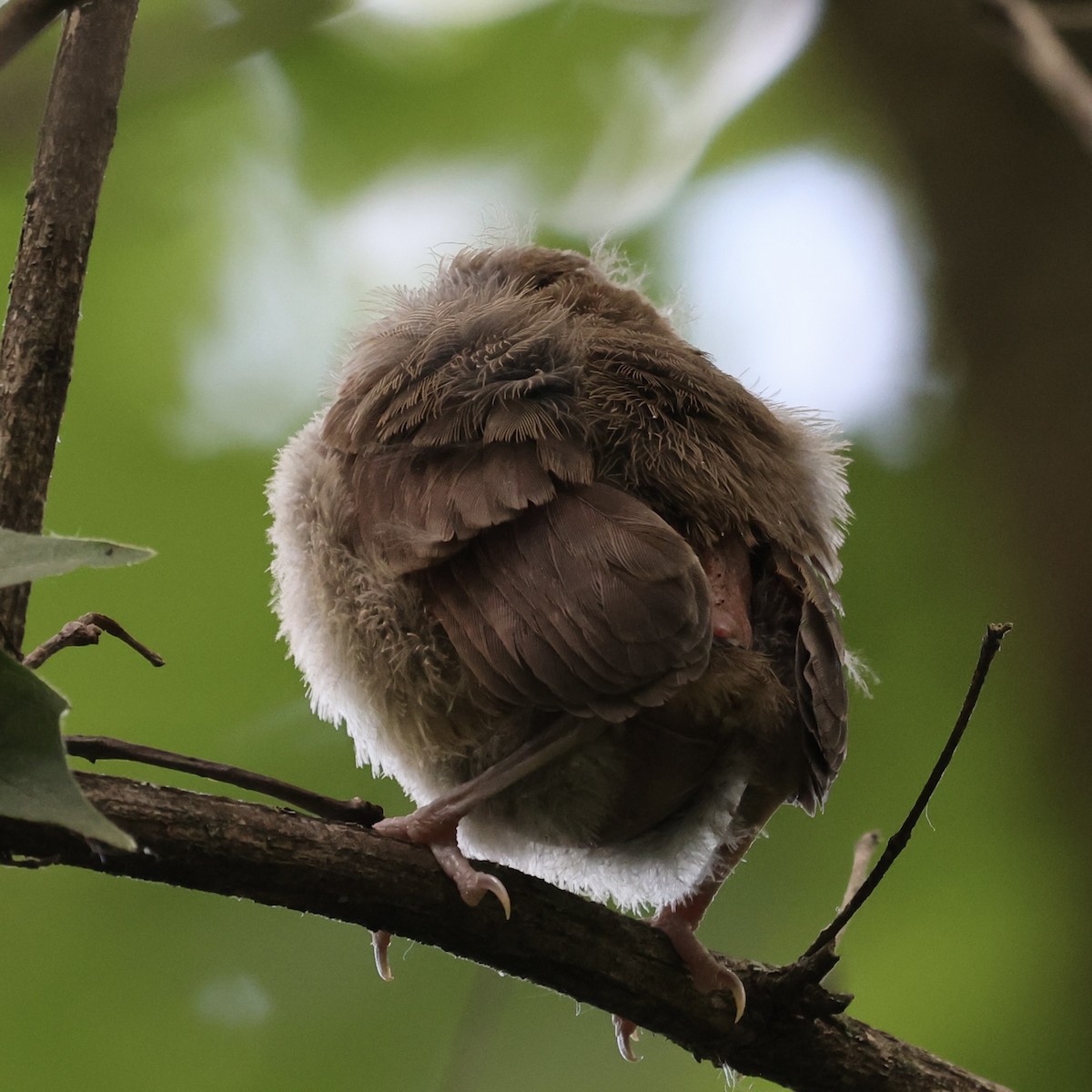 House Wren - ML620186983