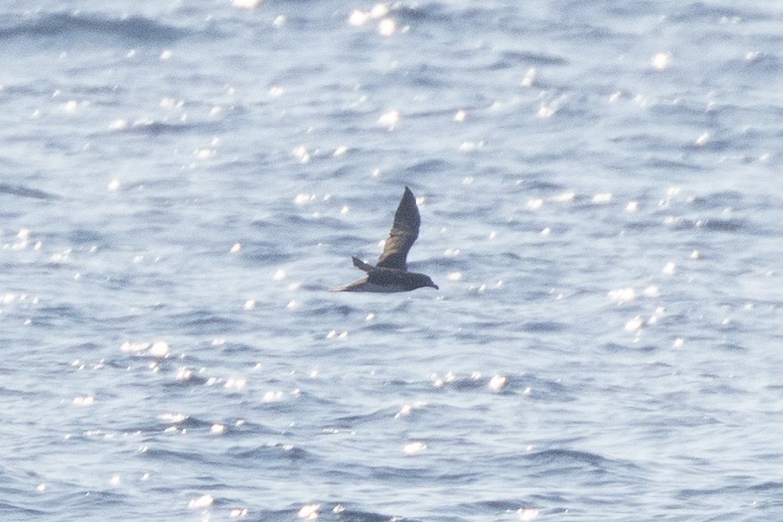 Tahiti Petrel - ML620186984