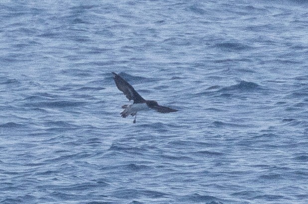 Tahiti Petrel - ML620186986