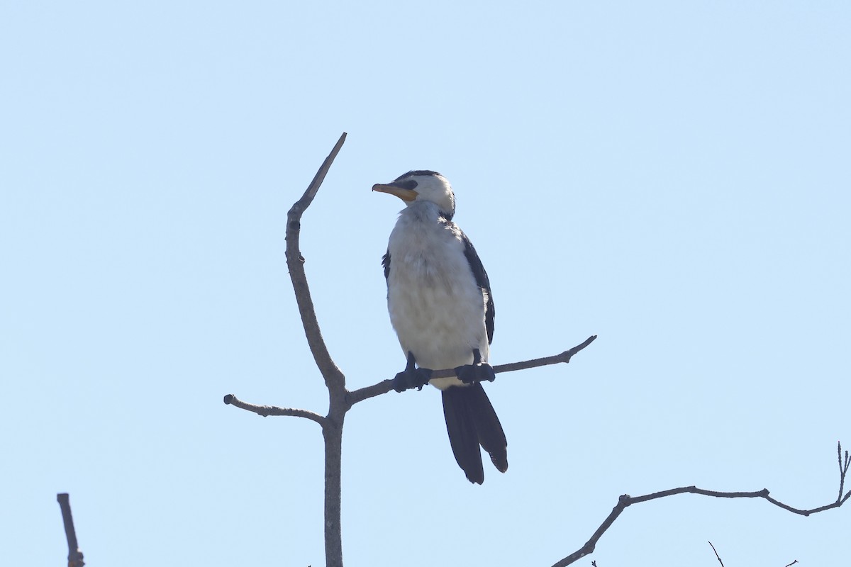 Little Pied Cormorant - ML620186988