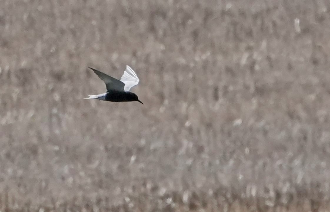 Black Tern - John Daniel