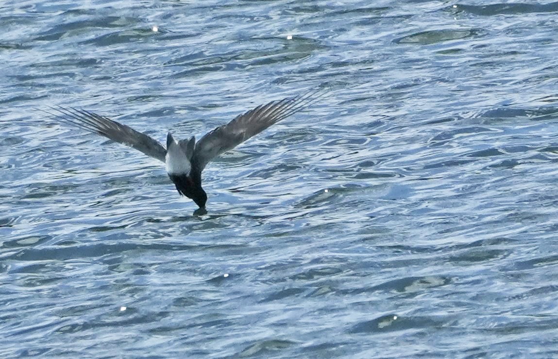 Black Tern - ML620186992