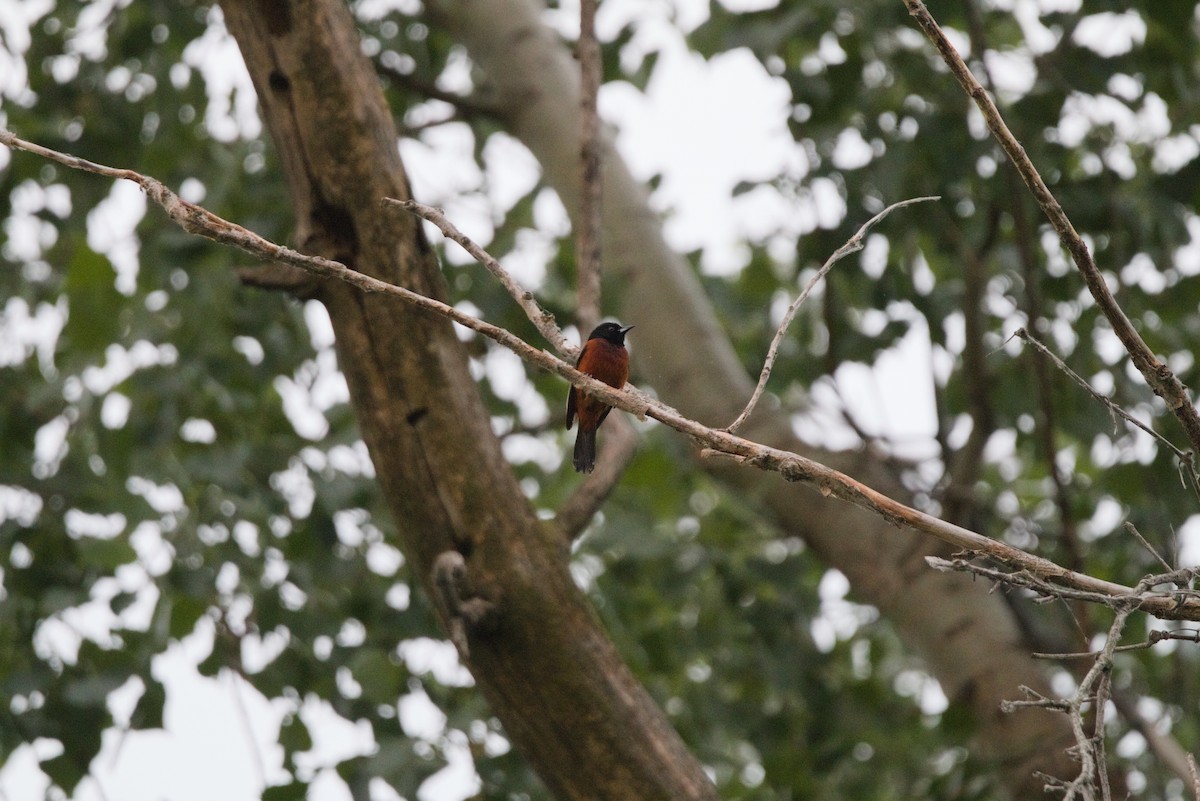 Orchard Oriole - ML620186995