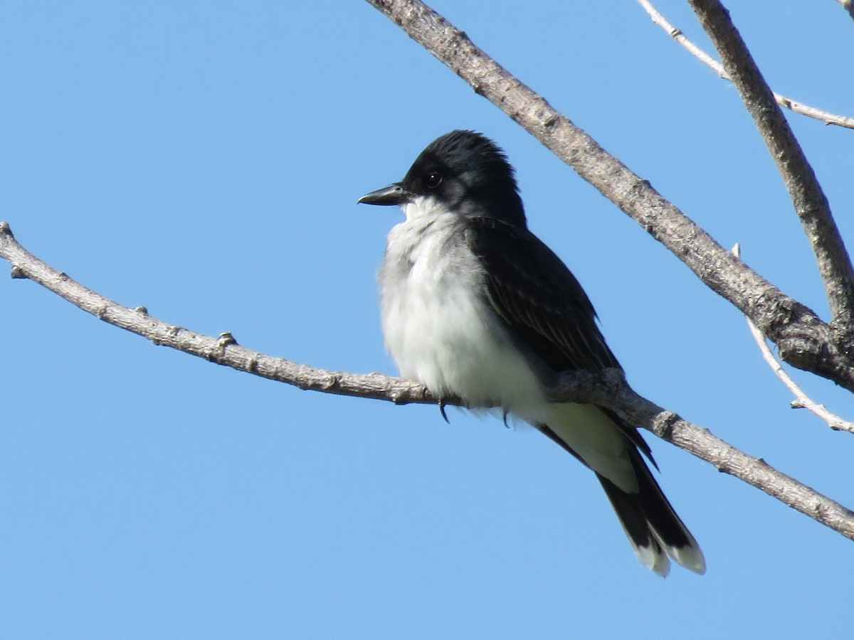 Eastern Kingbird - ML620186996