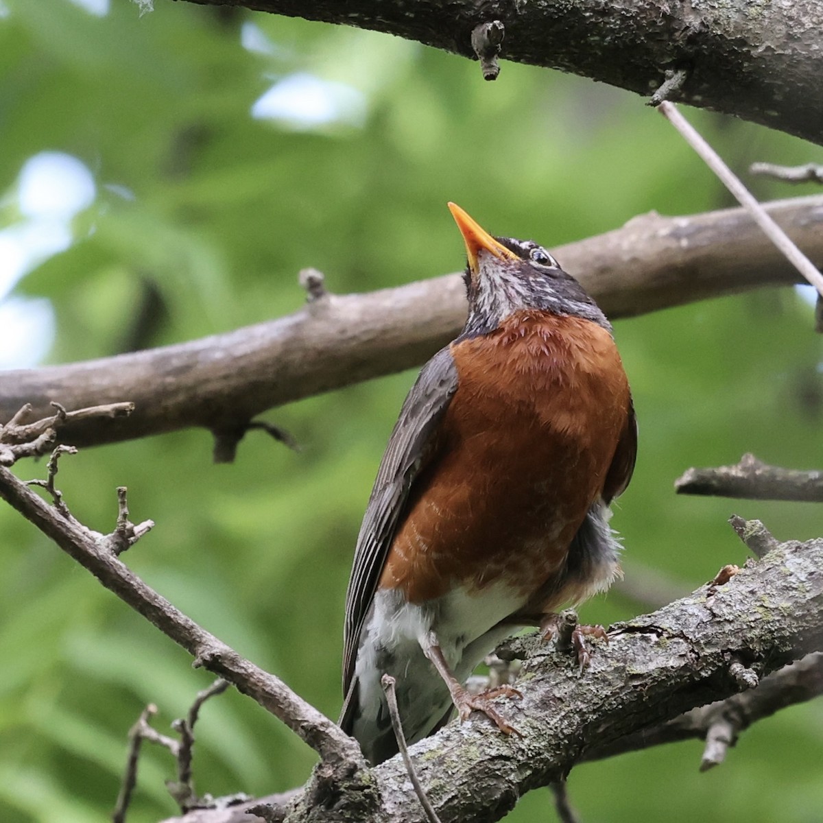 American Robin - ML620186998