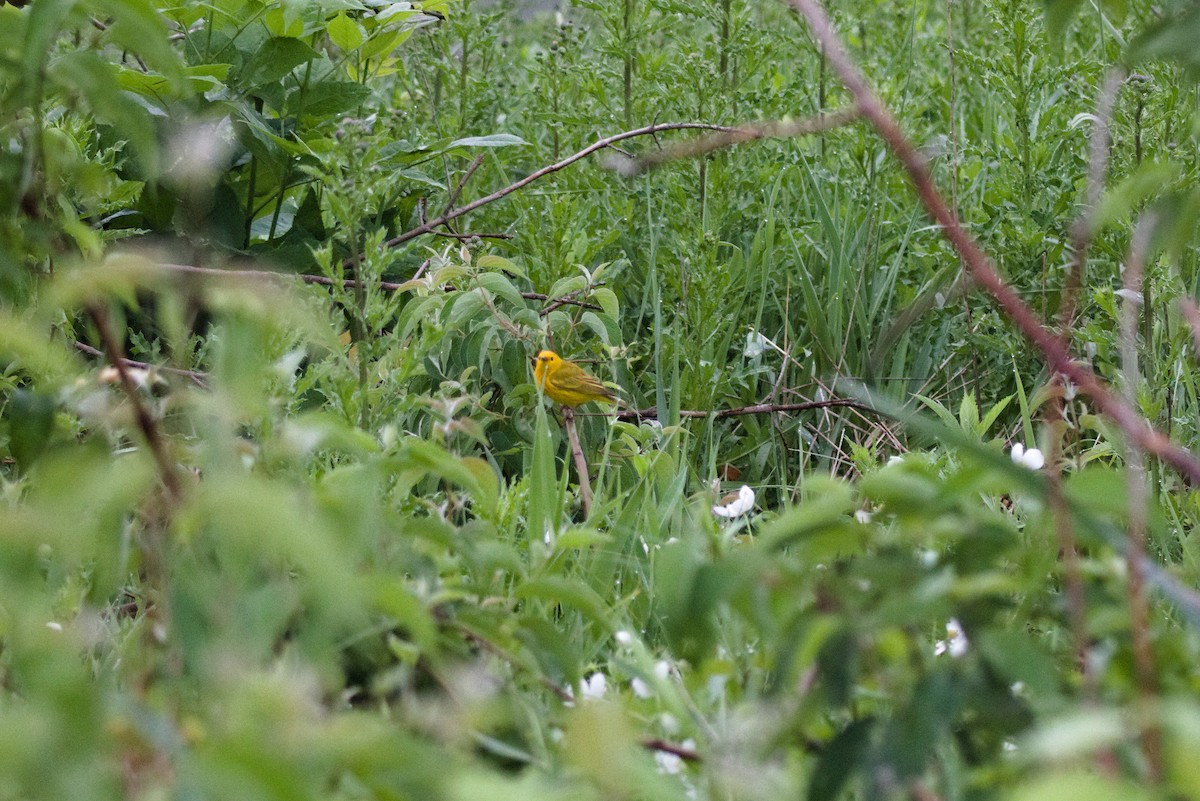 Yellow Warbler - ML620187000