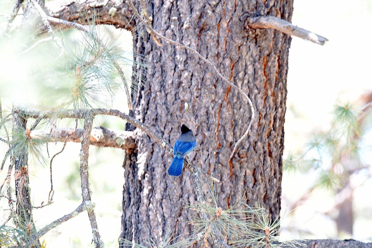 Steller's Jay - ML620187002