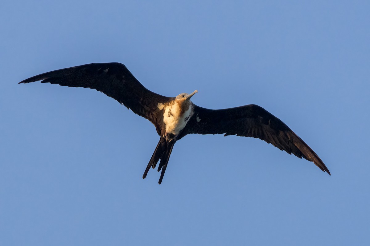 Great Frigatebird - ML620187003