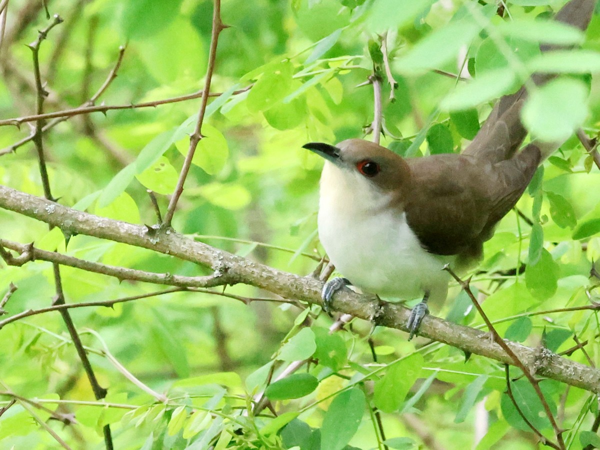 Black-billed Cuckoo - ML620187005