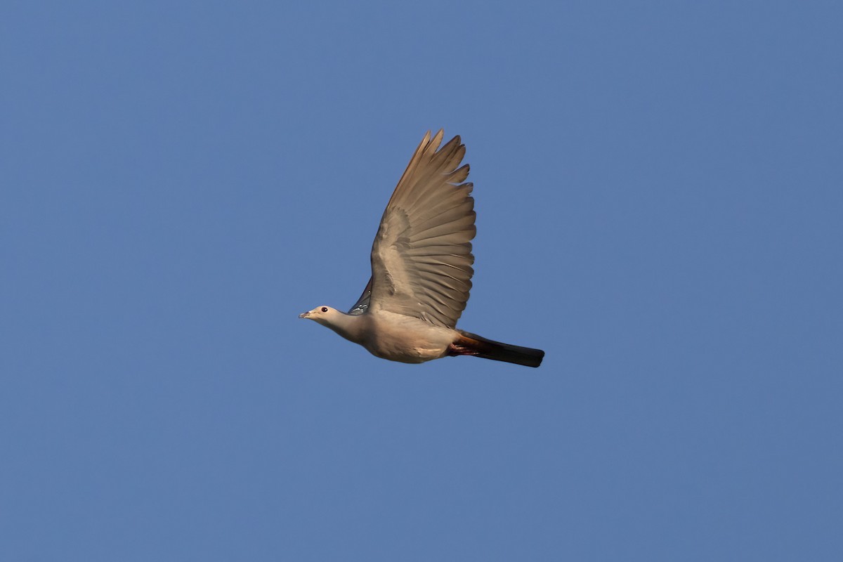 Pied Imperial-Pigeon - ML620187006