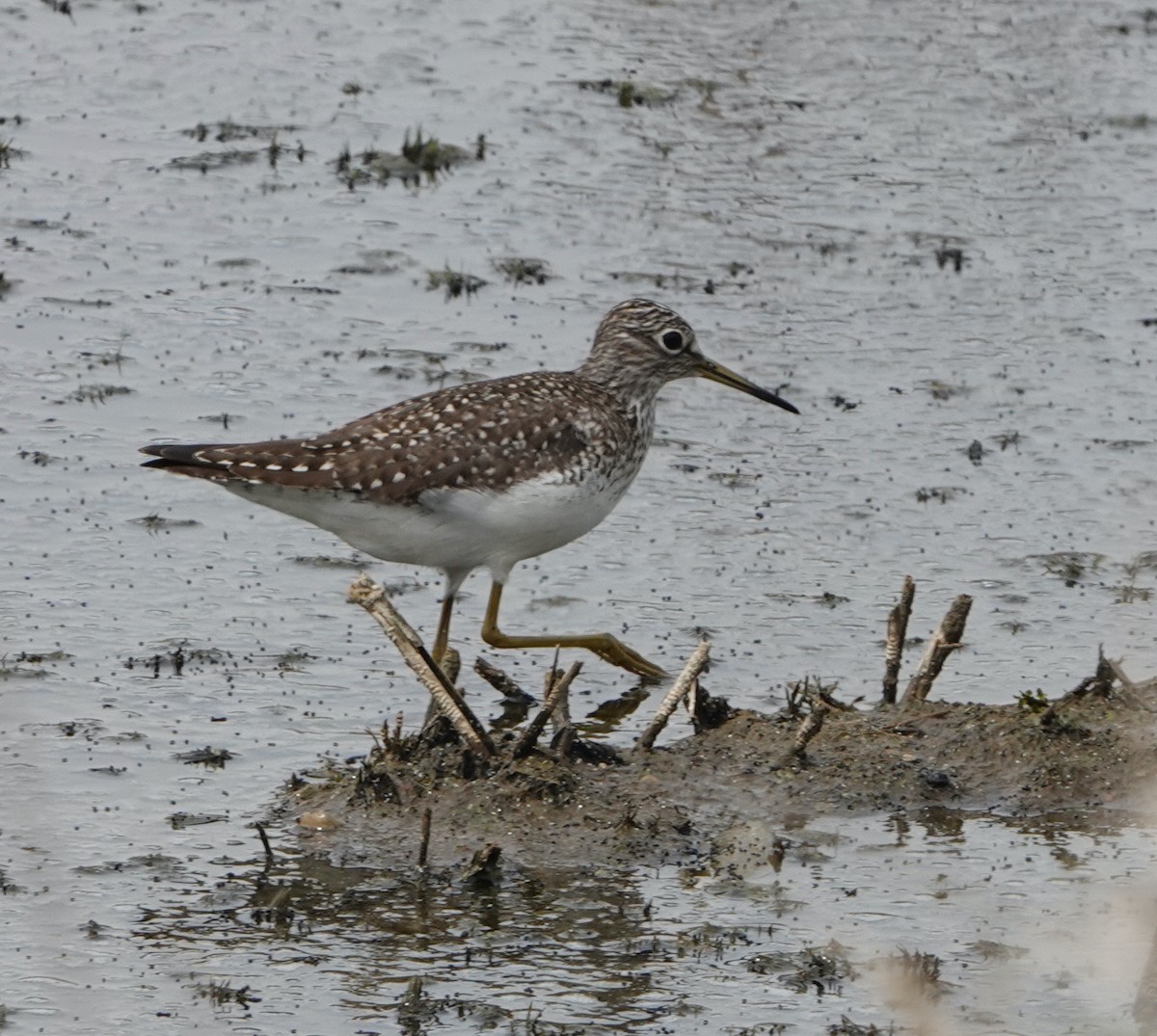 Solitary Sandpiper - ML620187008