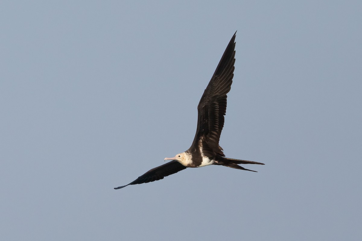 Lesser Frigatebird (Lesser) - ML620187016