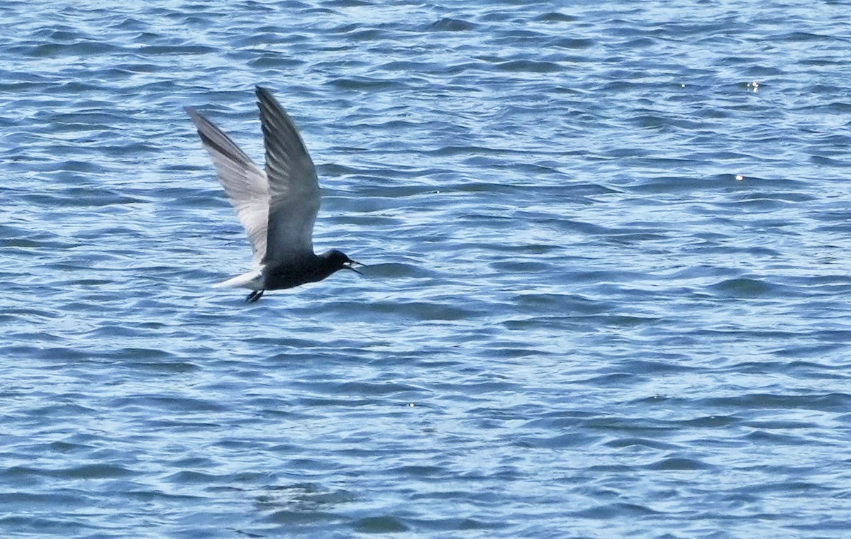 Black Tern - ML620187017