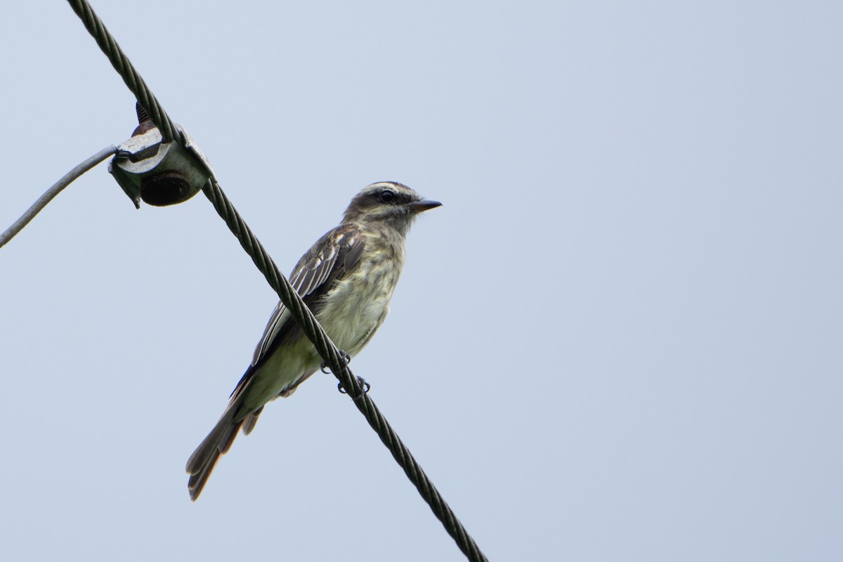 Variegated Flycatcher - ML620187023