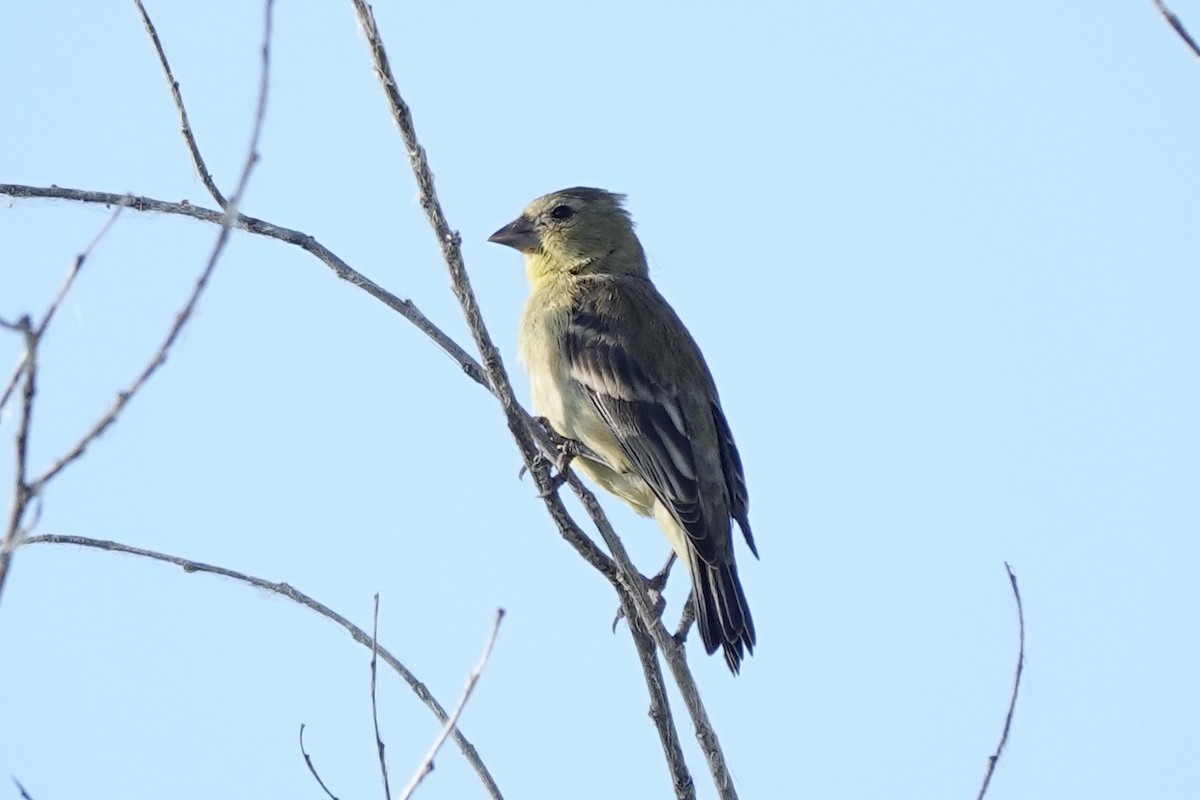 Lesser Goldfinch - ML620187028